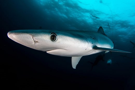 Blue Shark Facts & Information Guide - American Oceans