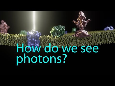 Phototransduction: How we see photons
