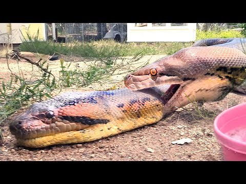 Python, Anaconda FIGHT over LIVE Squirrel -- Eaten by Winner