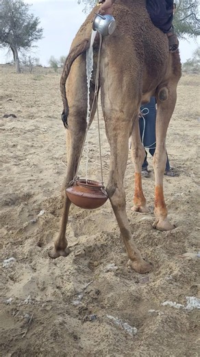 الجمل واقف، وخلفه جرة مربوطة، والفتاة تصب الماء فيها من الأعلى باستخدام إناء صغير.#viral #shorts