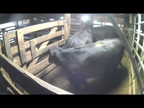 Loading 4 Bulls And 31 Cows