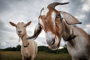 Guideline for Goat Illnesses: Causes, Cures & Prevention