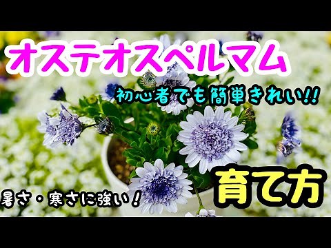 "Osteospermum" is easy and beautiful even for beginners 🌱 How to plant and grow ❣️