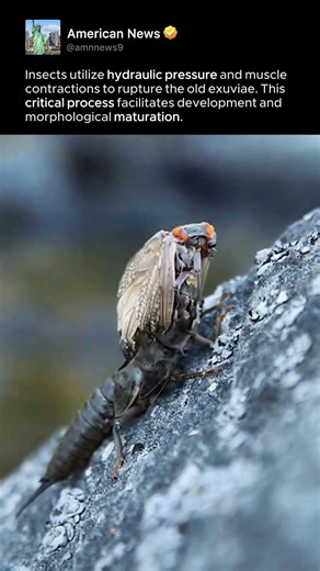NATURAL LIFE-CYCLE TRANSITION