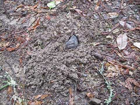 How A Gopher Digs a burrow.wmv