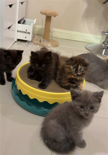 Cat scratch: bagong laruan para sa pusa — furfect friends bloom