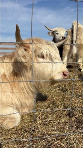 Stella telling me how she feels! 🥰 #highlandcows #cow #lifeisbutadream #fluffycow