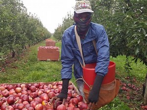 New figures illustrate COVID risks on Ontario farms for migrant workers