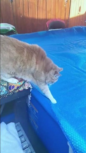 Funniest Cat Fails Compilation 2025 | Epic Cat Falls