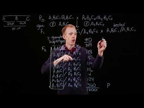 Three-point mapping and gene order
