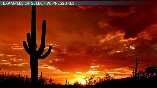 Selective Pressure | Definition, Types & Example