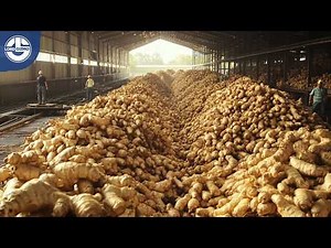 From Farm to Factory: The Mind-Blowing Journey of Ginger Powder!