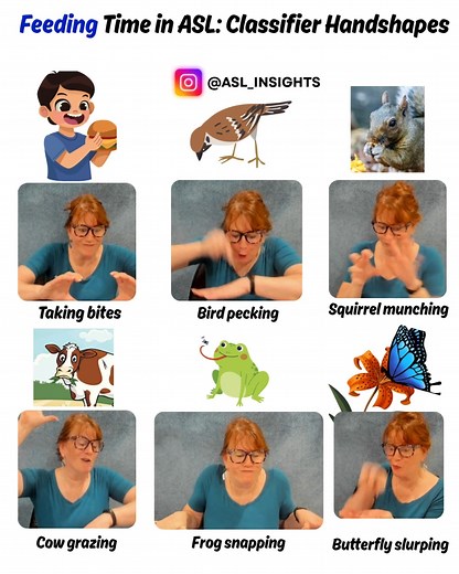 Feeding Time in ASL: Classifier Handshapes #ASL #Classifiers in #Motion: Handshapes that move like #eating! What are classifiers? In ASL, they visually represent objects, size, shape, movement, and how something works. These handshapes act as predicates – bringing motion and meaning to your signing. Today’s example: eating in motion! ~ Taking #bites ~ #Bird pecking ~ #Squirrel munching ~ #Cow grazing ~ #Frog snapping ~ #Butterfly slurping Practice these handshapes with my videos and bring your s