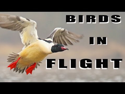 BIRDS IN FLIGHT