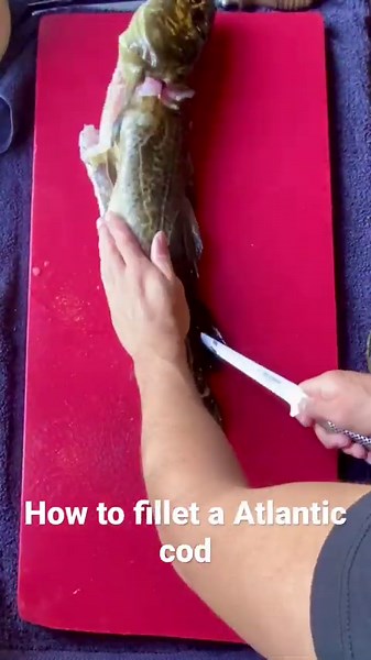How to fillet an Atlantic cod #filleting #spearfishing #freediving #cod #fishing #fish