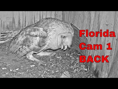 She Heard Something 👀🦉 | Florida Barn Owl Cam is BACK!