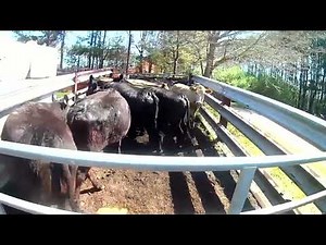 Two Loads Loading 37 Head And 30 On 2nd