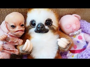 Sasuke and Daisy love the baby sloth!