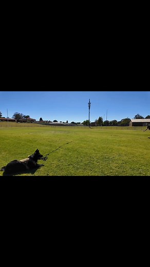 Like a finely tuned masterpiece. Mitchell is guiding Stella through her commands today. They have both soared to new heights and as their trainer, I couldn't be prouder. Well done to them both for their unwavering dedication. | Alpha Training Academy