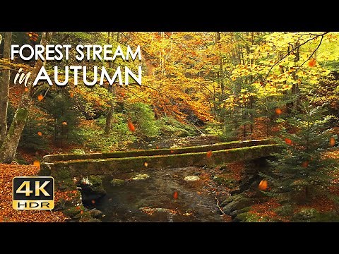 4K HDR Autumn Stream - Leaves Fall in Colorful Autumn Forest - Relaxation & Sleep Sounds - 10 Hours