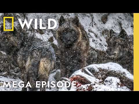 Following Wild Wolf Packs | Yellowstone Wolf Dynasty MEGA Episode | Nat Geo Animals