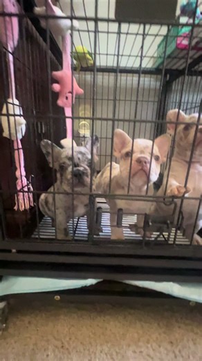 #isabella #merle pups available.