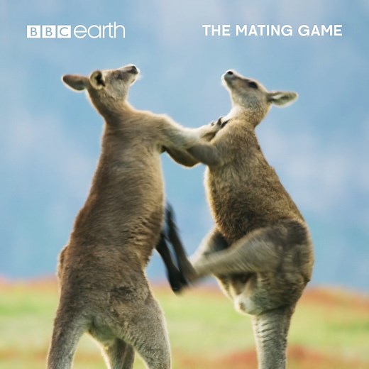 Cuffing season is upon us – so take note… The Mating Game has shown us some totally unique and spectacular ways in which animals try to secure a mate – here’s a few tips and tricks we’ve learnt along the way… From the beautiful to the bizarre, don’t miss nature’s greatest displays with #TheMatingGame. Find out more 👉 https://www.bbcearth.com/shows/the-mating-game | BBC Earth