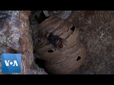 Asian Giant Hornets Seen in the US