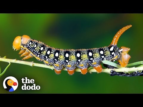 Watch This Caterpillar Turn Into A Hawk-Moth | The Dodo