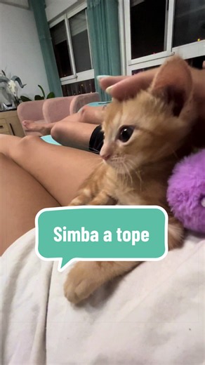 Cómo quitarle las pilas a un gato: guía para gatitos juguetones