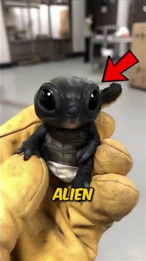 Top 3 Most Alien-Looking Creatures Ever Discovered 👽