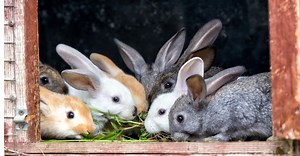 The Top 55 Best Pet Rabbit Breeds in A-Z Order
