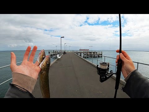 How To Start Jetty Fishing! (Beginners Guide)