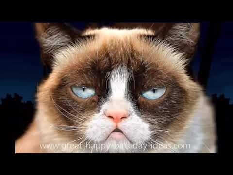 Grumpy Cat Happy Birthday Wishes - Funny Singing Cat Song