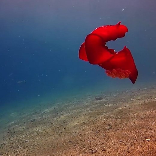 Known as Spanish dancers, these mollusks are usually only a couple inches long—but can grow up to a foot and a half in length. | National Geographic