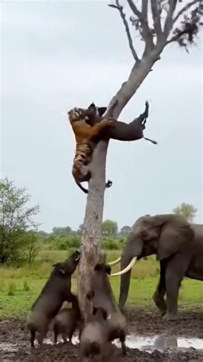 Shocking Fall: Tiger and Boar Crash Down After Tree Snaps