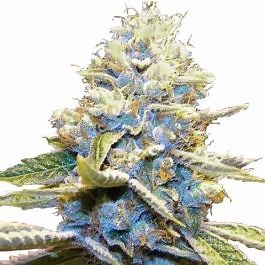Skywalker OG Feminized Cannabis Seeds For Sale