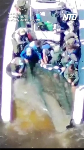 Video footage from the Lee County Sheriff’s Office shows Florida Fish and Wildlife Conservation Commission personnel rescuing an injured manatee cow and her calf from the Orange River on Wednesday. | NTD News