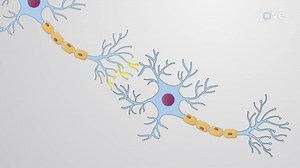 Video: Neuron Structure