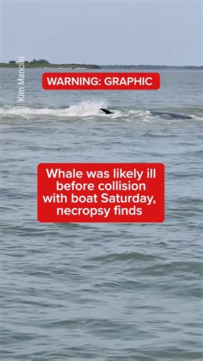 WHALE UPDATE: The Minke whale that died following a collision with a boat in the Barnegat Bay was likely in poor health before Saturday’s incident. An necropsy was performed Monday before the female whale was buried on the beach. Experts took samples that will be sent to a pathologist for further analysis. #nj #newjersey #whale | NJ.com