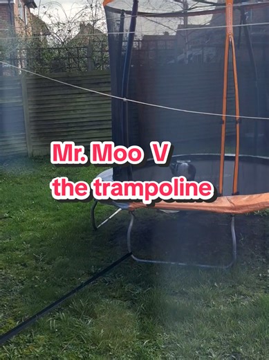 When you think you might have to save Mr Moo Cat from the top of the trampoline 😹😹😹😻😻#furry #boy #love #cat #play