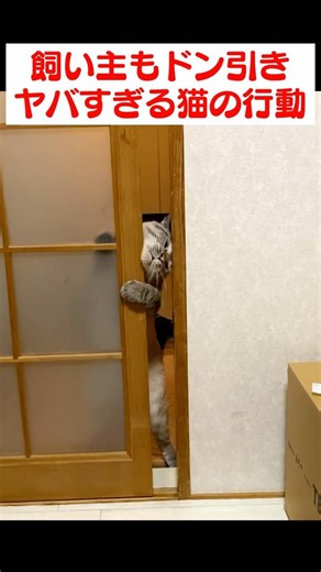Shocking behavior of the resident cat who wants to meet the kitten