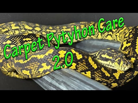Carpet Python Care 2.0