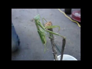 Praying Mantis ... you gotta see this!