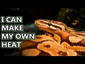 Python facts: the world's longest snakes | Animal Fact Files