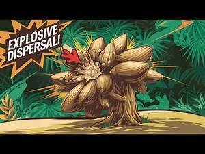 The Explosive Seed Dispersal of the Sandbox Tree