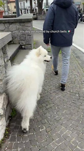 it took us 7 years to realize what would make our Samoyed howl 🐶😂 #howling #samoyed #fluffydog