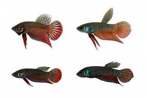 Wild Betta Fish | Different Types & Natural Habitat - Fish Laboratory