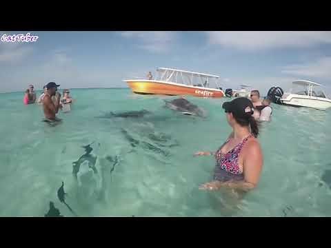 The Ultimate Super FUNNY MOMENTS & FAILS Compilation ✔