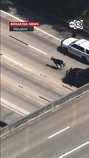 BREAKING: 30 cattle get loose, scrambling on I-45 in Houston
